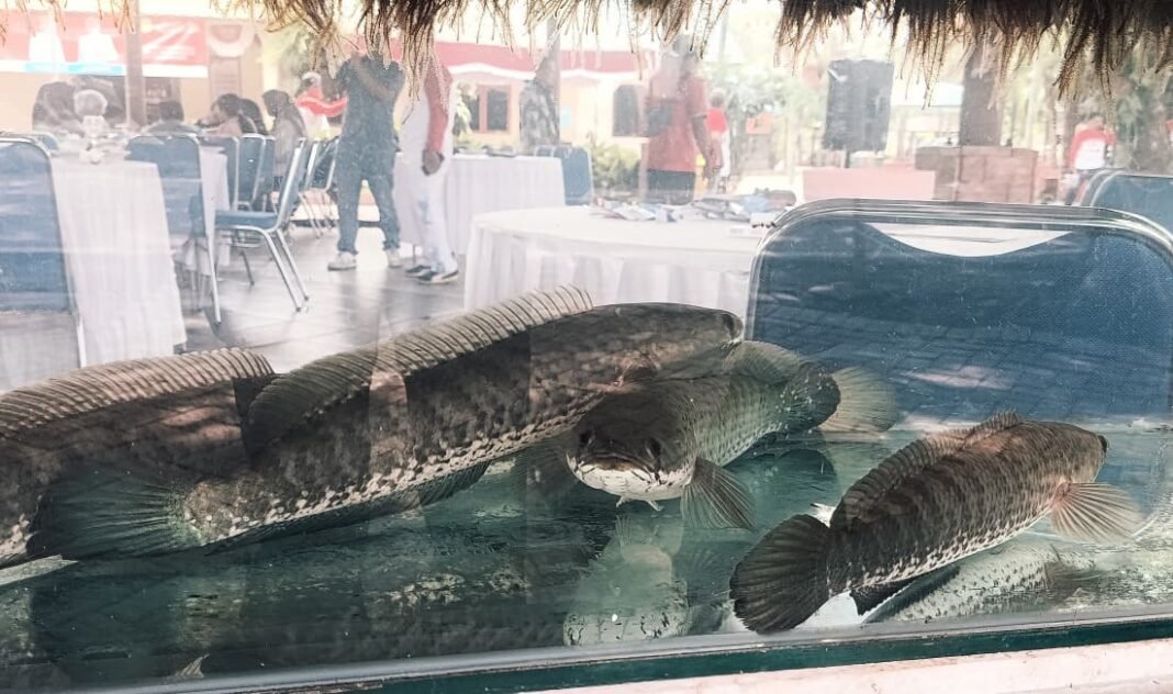 WhatsApp Image 2025-08-24 at 08.44.49_9ad0d300 haruan