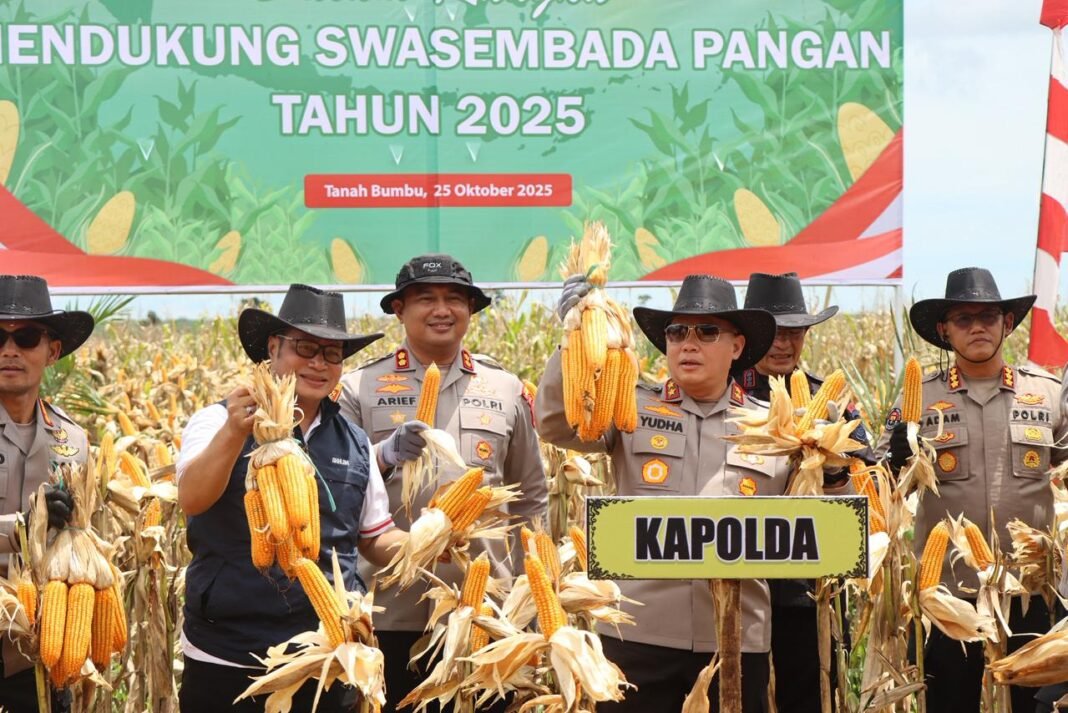 Panen Raya Jagung Panen Raya Jagung
