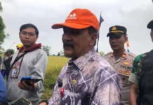 DPKP Kalsel Perketat Pengendalian Penyakit Padi DPKP Kalsel