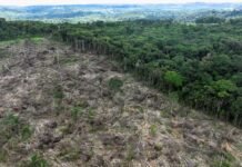 Hutan Punya “Mode Pulih Otomatis”, Regenerasi Alami Bisa Serap 23,4 Gigaton Karbon hutan regenerasi