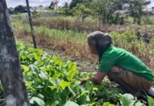 Hujan Tak Kunjung Berhenti, Petani Sawi di Banjarbaru Gigit Jari
