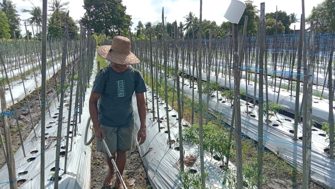 Cabai banjarbaru Cabai banjarbaru