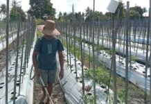 Cuaca Ekstrem Hantam Petani Cabai di Banjarbaru Cabai banjarbaru