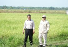 Usai Swasembada Beras, Prabowo Pacu Swasembada Pangan Swasembada Pangan