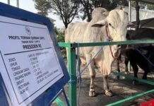 Prabowo Salurkan 1.098 Sapi Kurban dari APBN, Anggaran Capai Rp100 Miliar kurban APBN