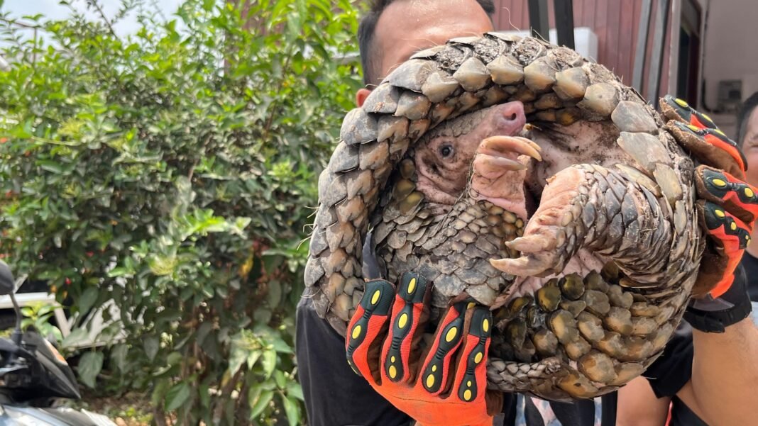 tenggiling karhutla