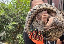 Tenggiling Ditemukan Saat Patroli Karhutla di Sungai Andai Banjarmasin tenggiling karhutla